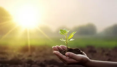 Hand Holding A Small Green Plant Seedling
