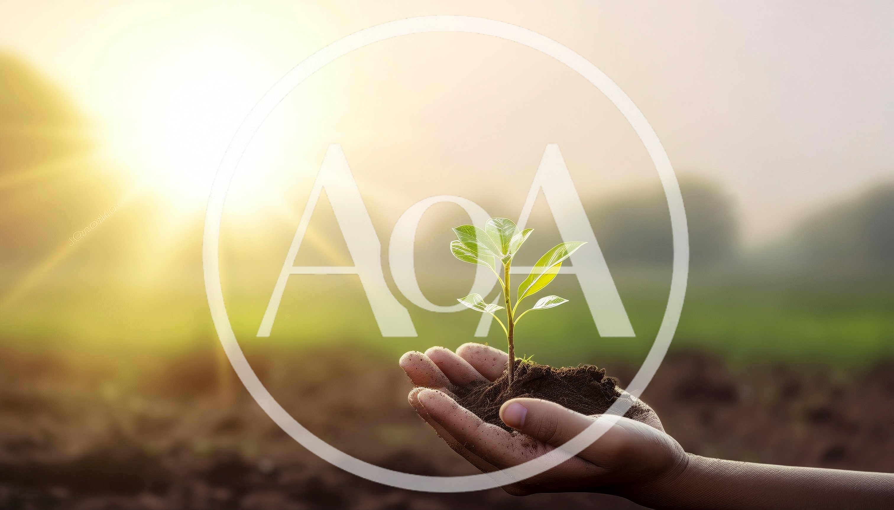 Hand Holding A Small Green Plant Seedling