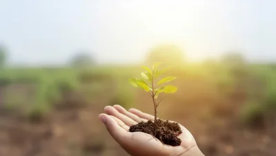 Hand Holding A Small Green Plant In Soil