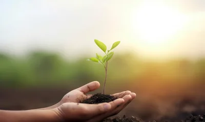 Hands Holding A Small Green Plant Seedling