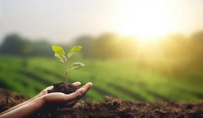 Hands Holding A Small Green Plant In Soil