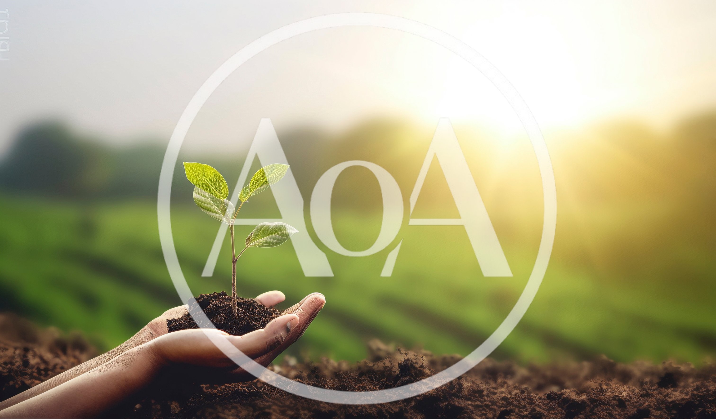 Hands Holding A Small Green Plant In Soil