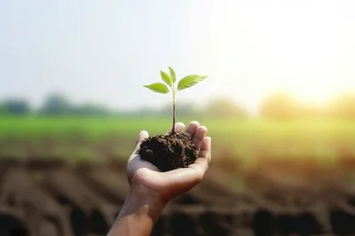 Hand Holding A Small Green Plant In Soil