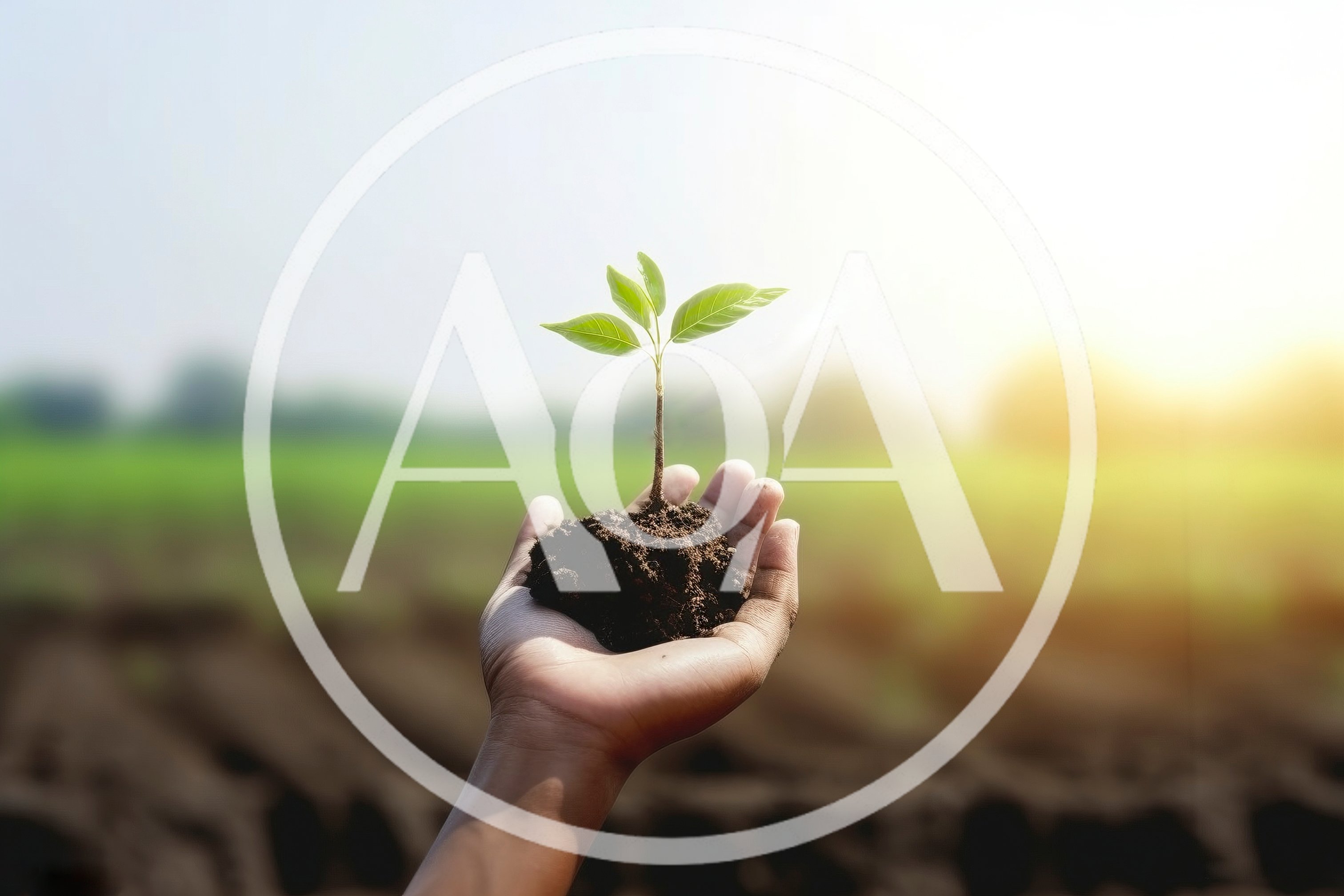 Hand Holding A Small Green Plant In Soil