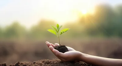 Hand Holding A Small Green Plant In Soil