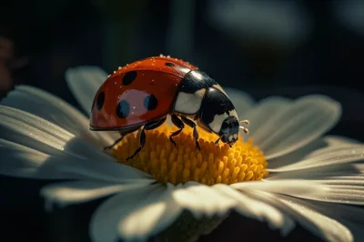 Ladybug Resting On A White Daisy Flower