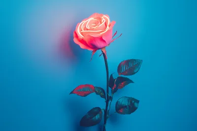 Neon Glowing Rose Flower On Blue Background