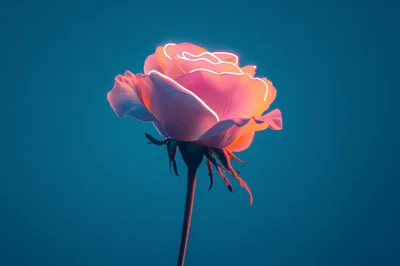Glowing Neon Rose Against A Solid Blue Background