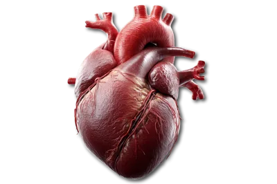 Anatomically Accurate 3D Render Of A Human Heart
