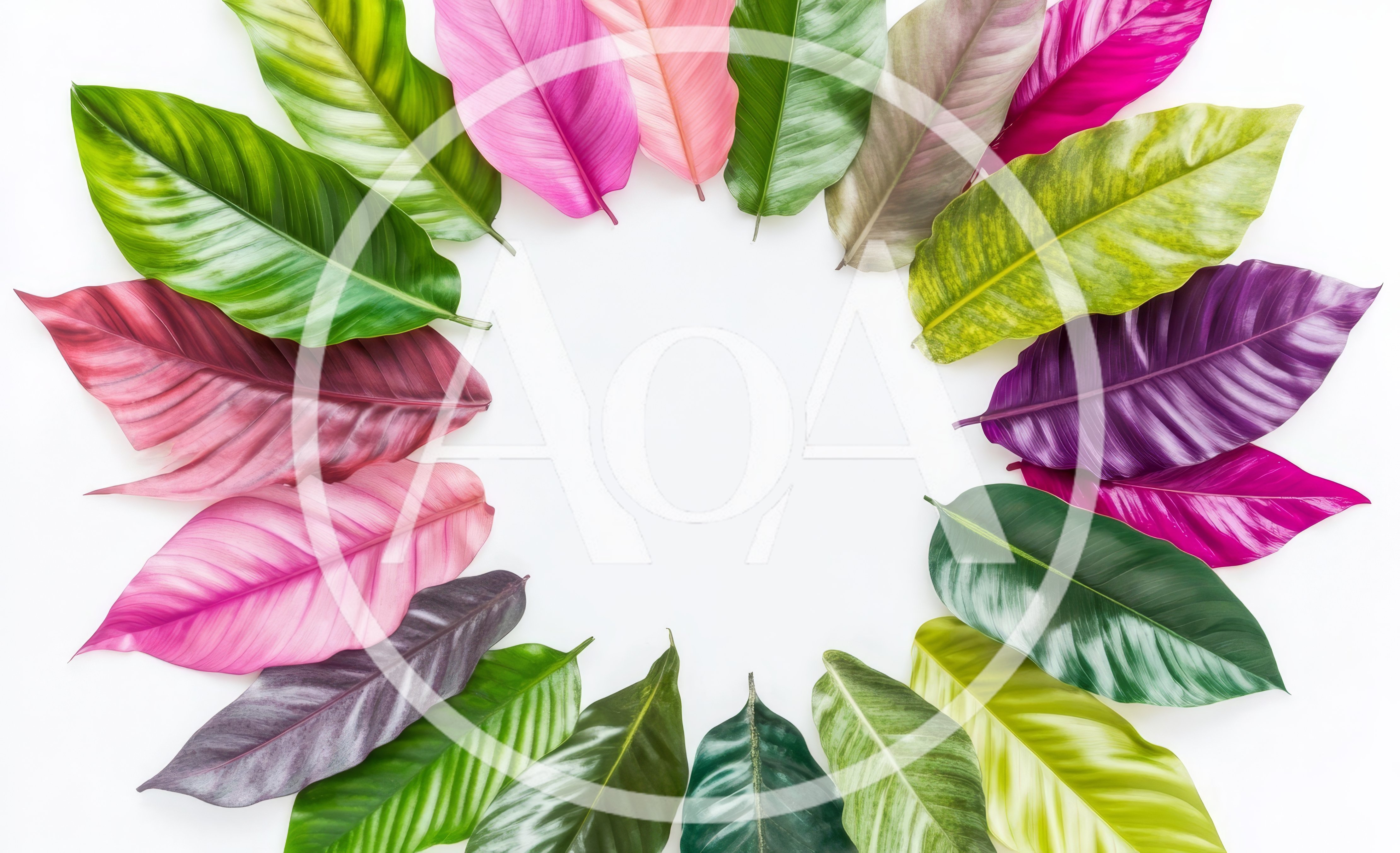 Colorful Tropical Leaves Arranged In A Circular Frame