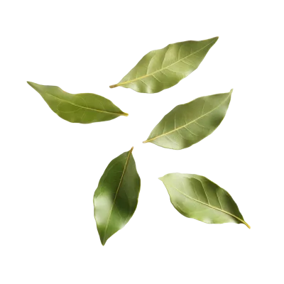 Five Fresh Green Bay Leaves Isolated On White