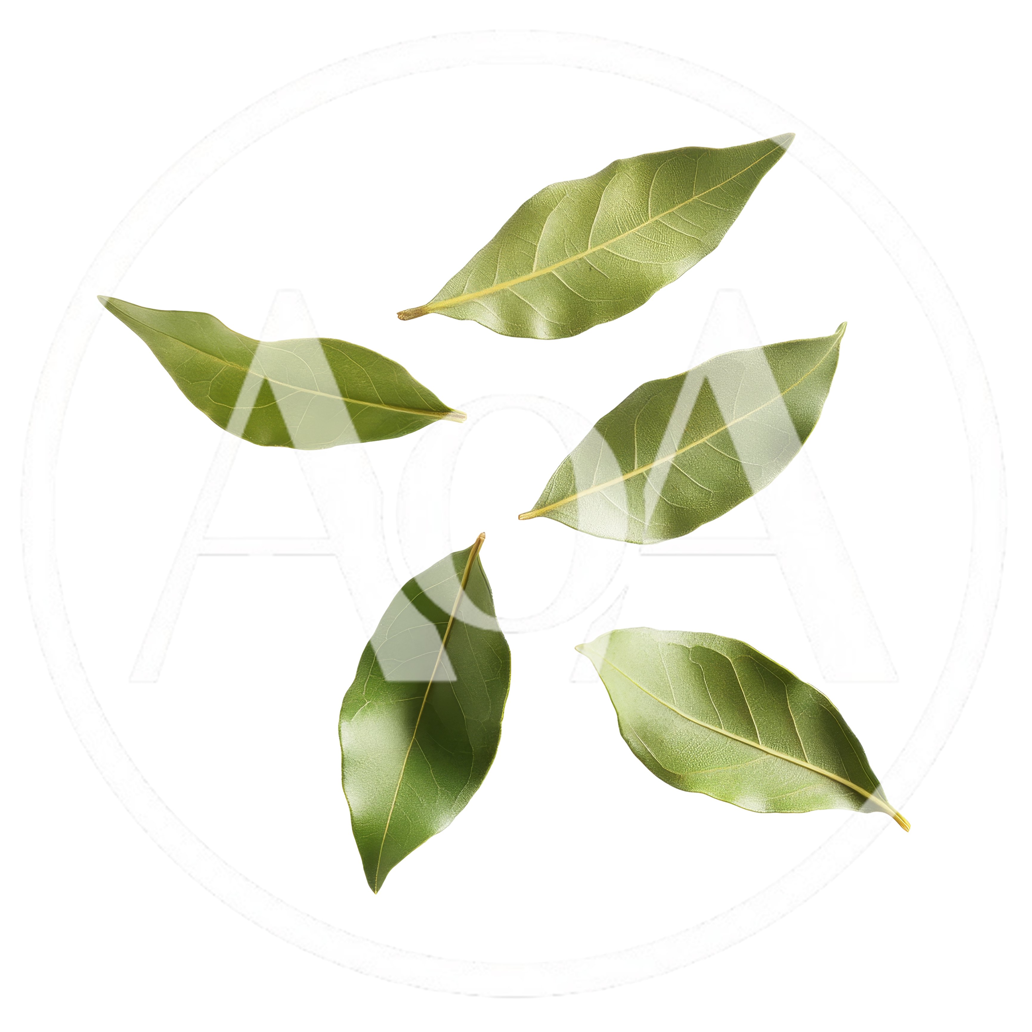 Five Fresh Green Bay Leaves Isolated On White
