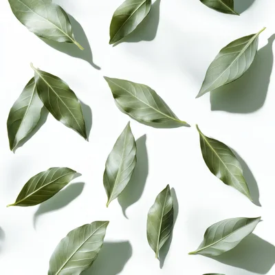 Fresh Green Bay Leaves Pattern on White Background