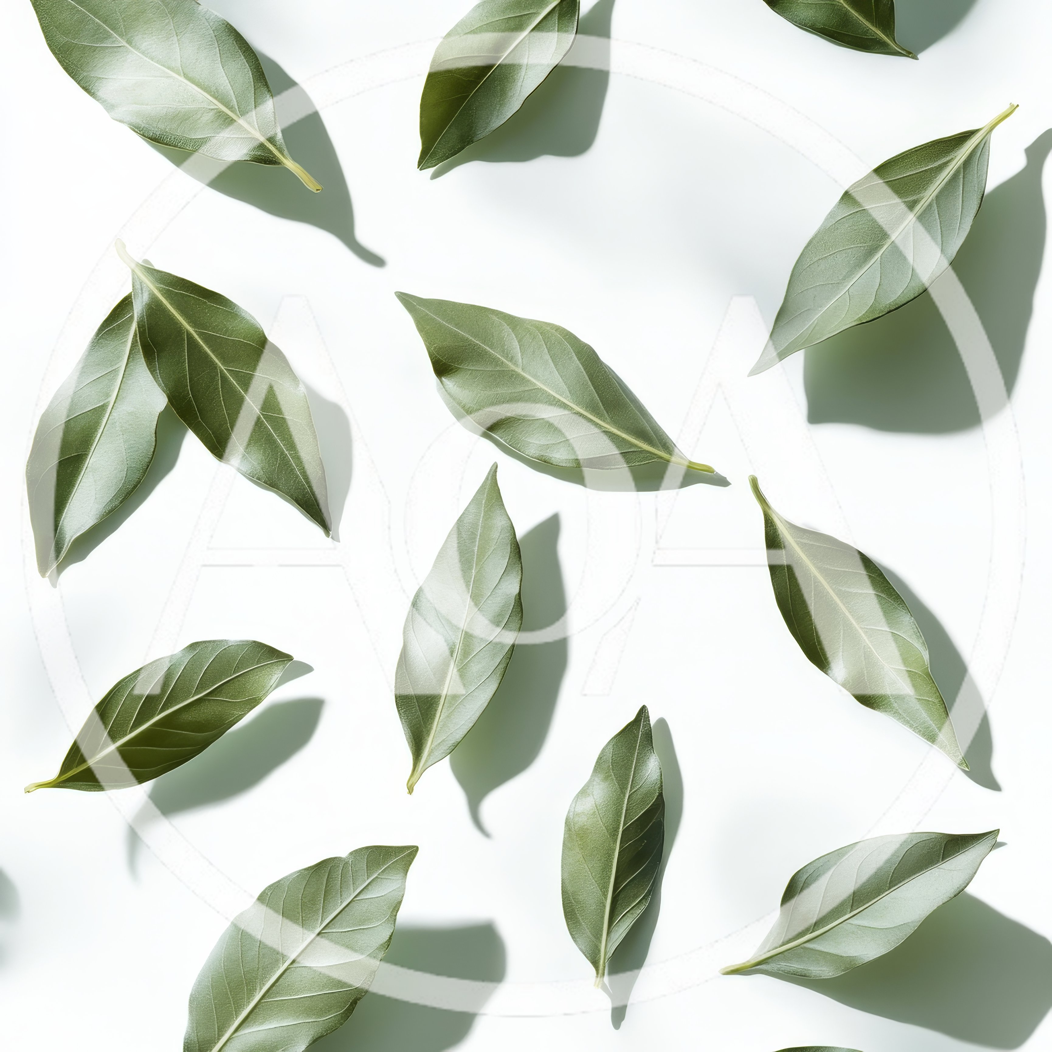 Fresh Green Bay Leaves Pattern on White Background