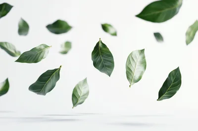 Floating Green Leaves Against A White Background