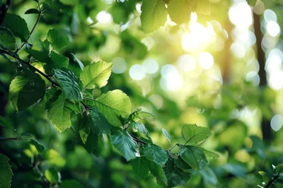 Sunlight Filtering Through Lush Green Forest Leaves