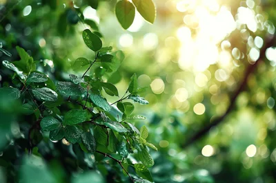 Dew Covered Green Leaves With Sun Flare