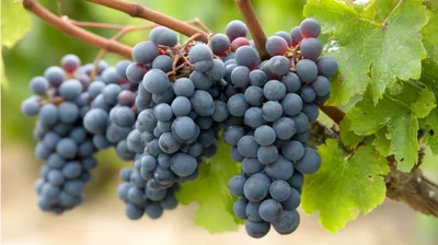Clusters Of Ripe Dark Grapes On The Vine