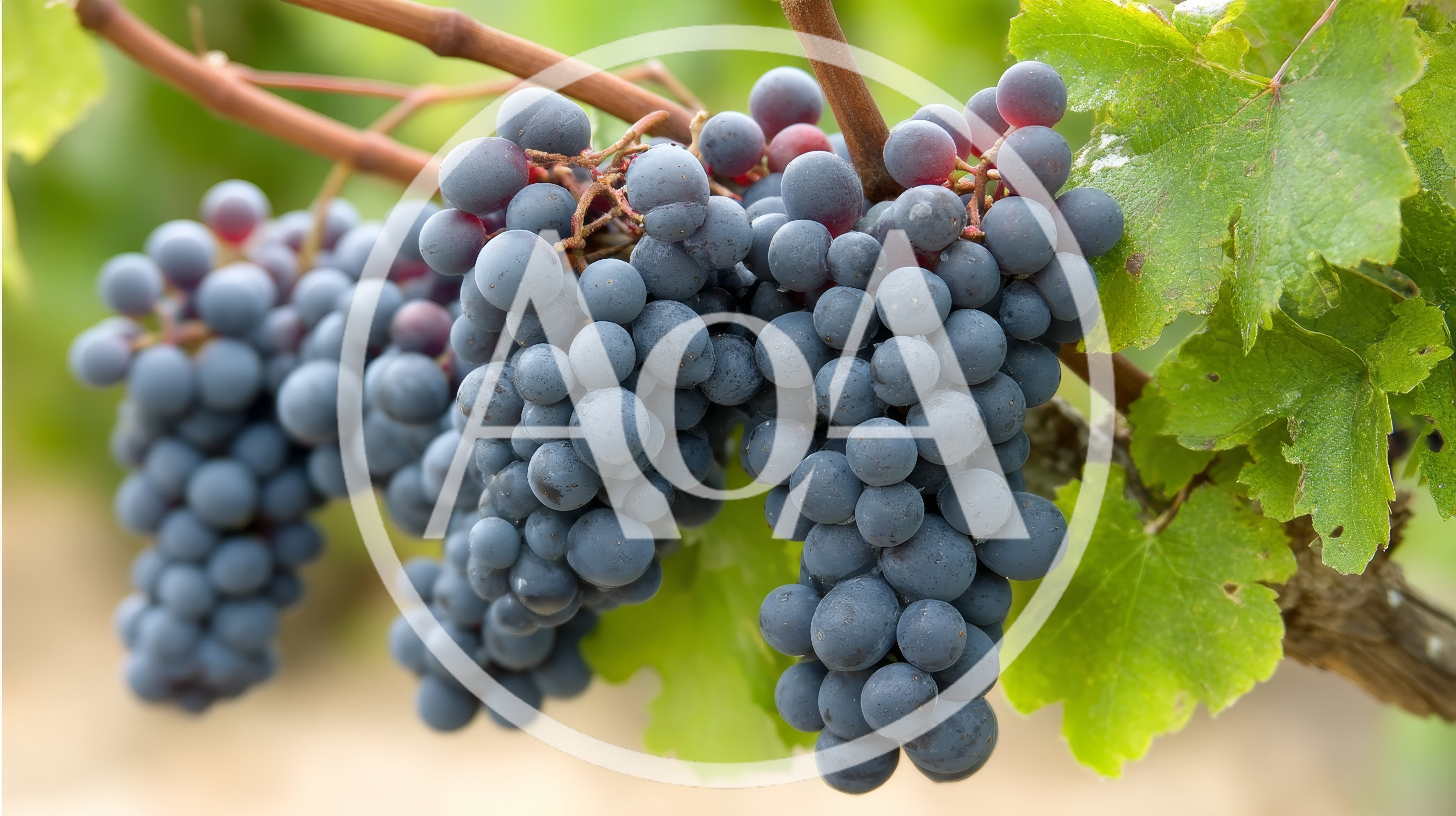 Clusters Of Ripe Dark Grapes On The Vine