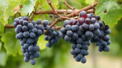 Clusters Of Ripe Purple Grapes On The Vine