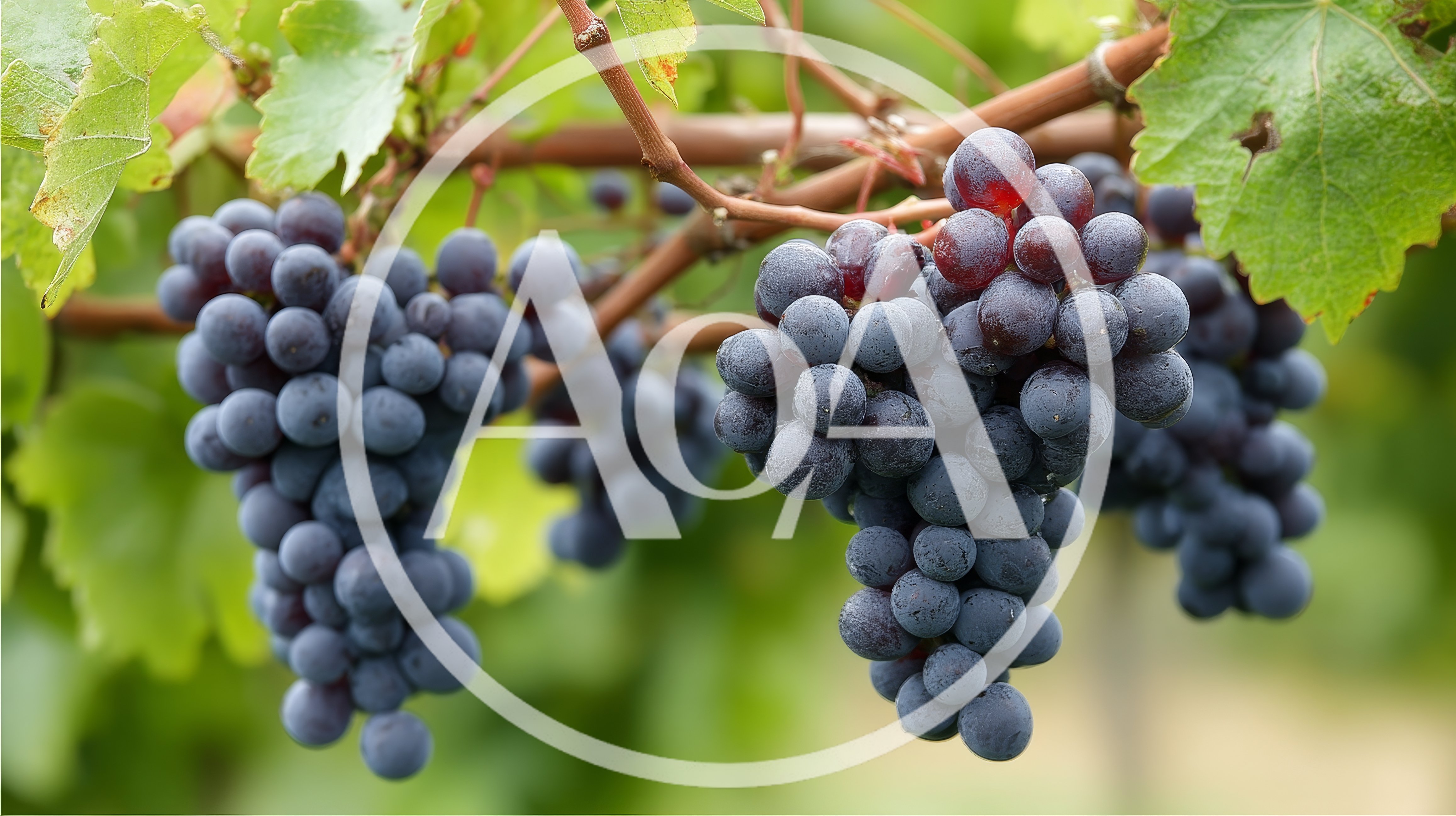 Clusters Of Ripe Purple Grapes On The Vine