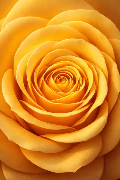 Macro Close Up Of A Vibrant Yellow Rose