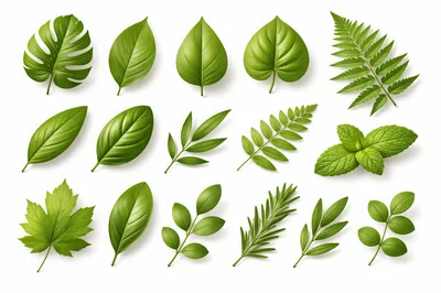 Collection Of Various Green Tropical And Garden Leaves