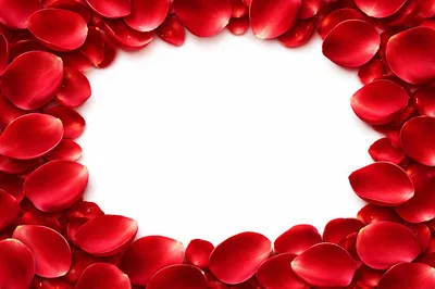 Red Rose Petals Arranged In A Frame