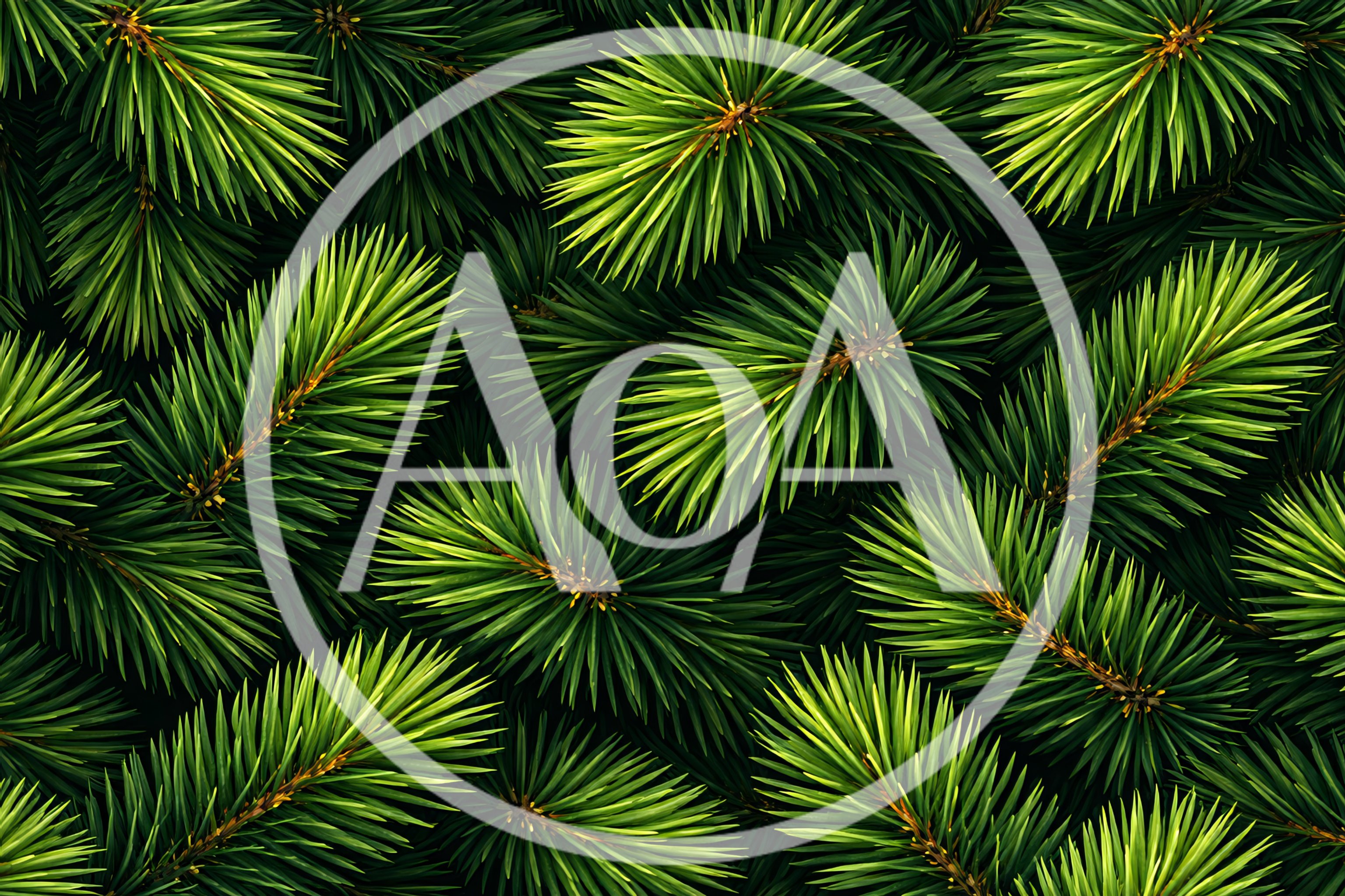 Close Up Of Lush Green Pine Tree Branches