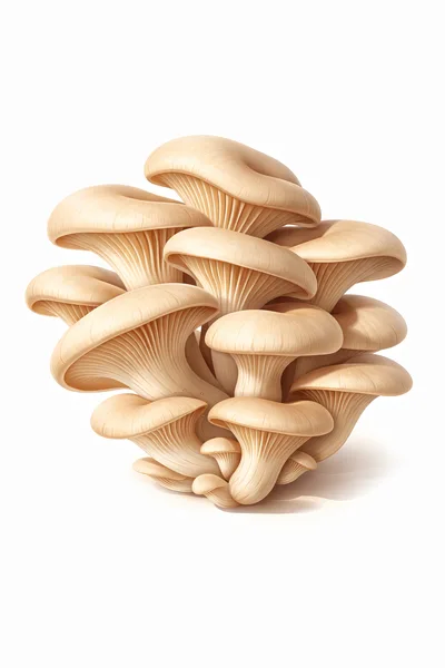 Cluster Of Fresh Oyster Mushrooms On White Background