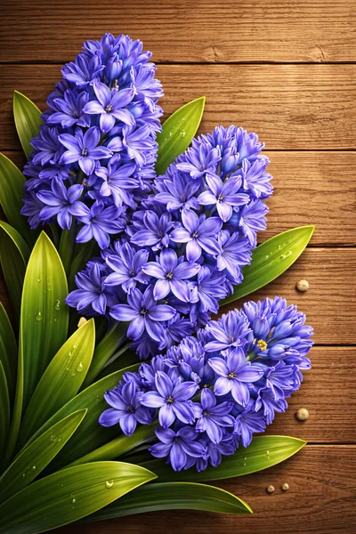 Three Vibrant Purple Hyacinth Flowers On Wooden Background