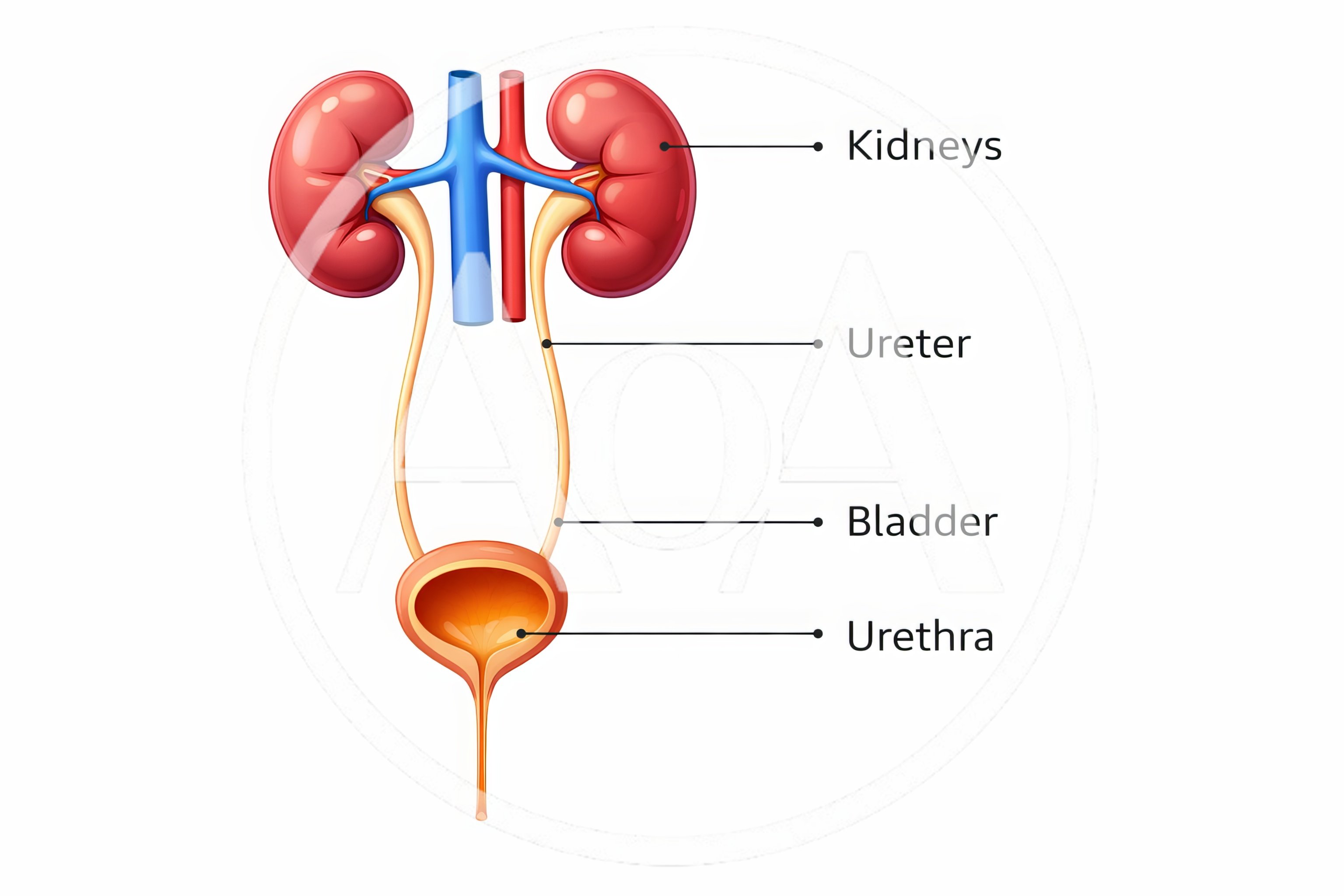 Anatomical Diagram Of The Human Urinary System