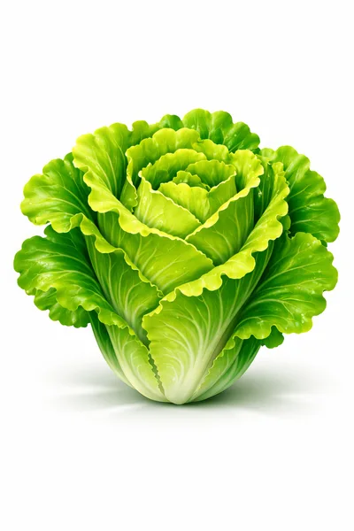 Fresh Green Napa Cabbage Head Isolated On White