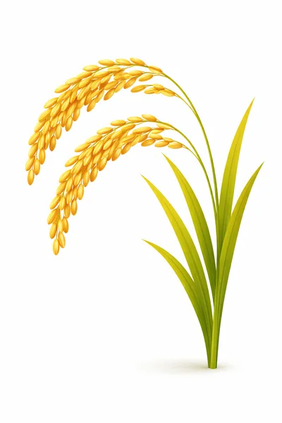 Golden Rice Stalks With Green Leaves