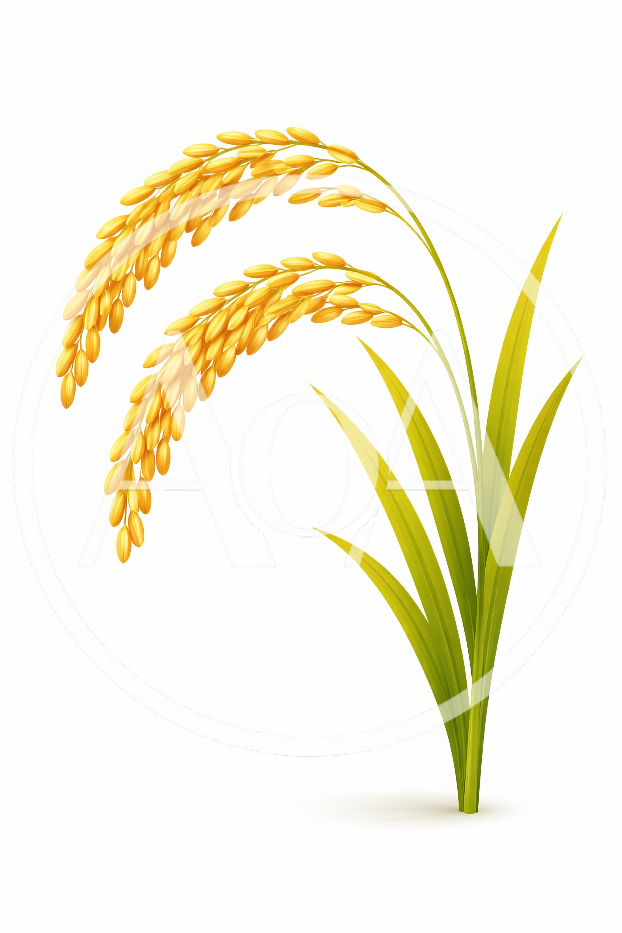 Golden Rice Stalks With Green Leaves