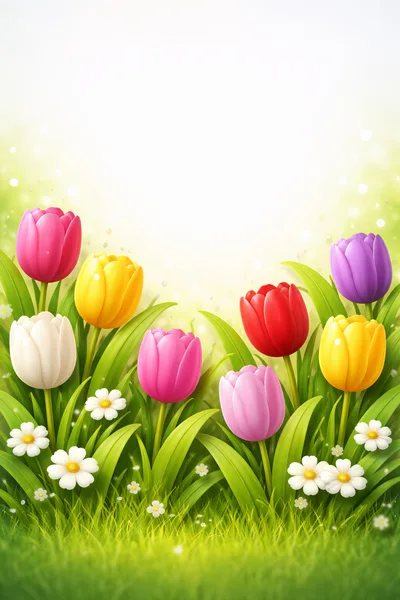 Colorful Spring Tulips And Daisies In A Sunny Meadow