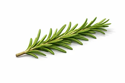 Fresh Green Rosemary Sprig Isolated On White Background