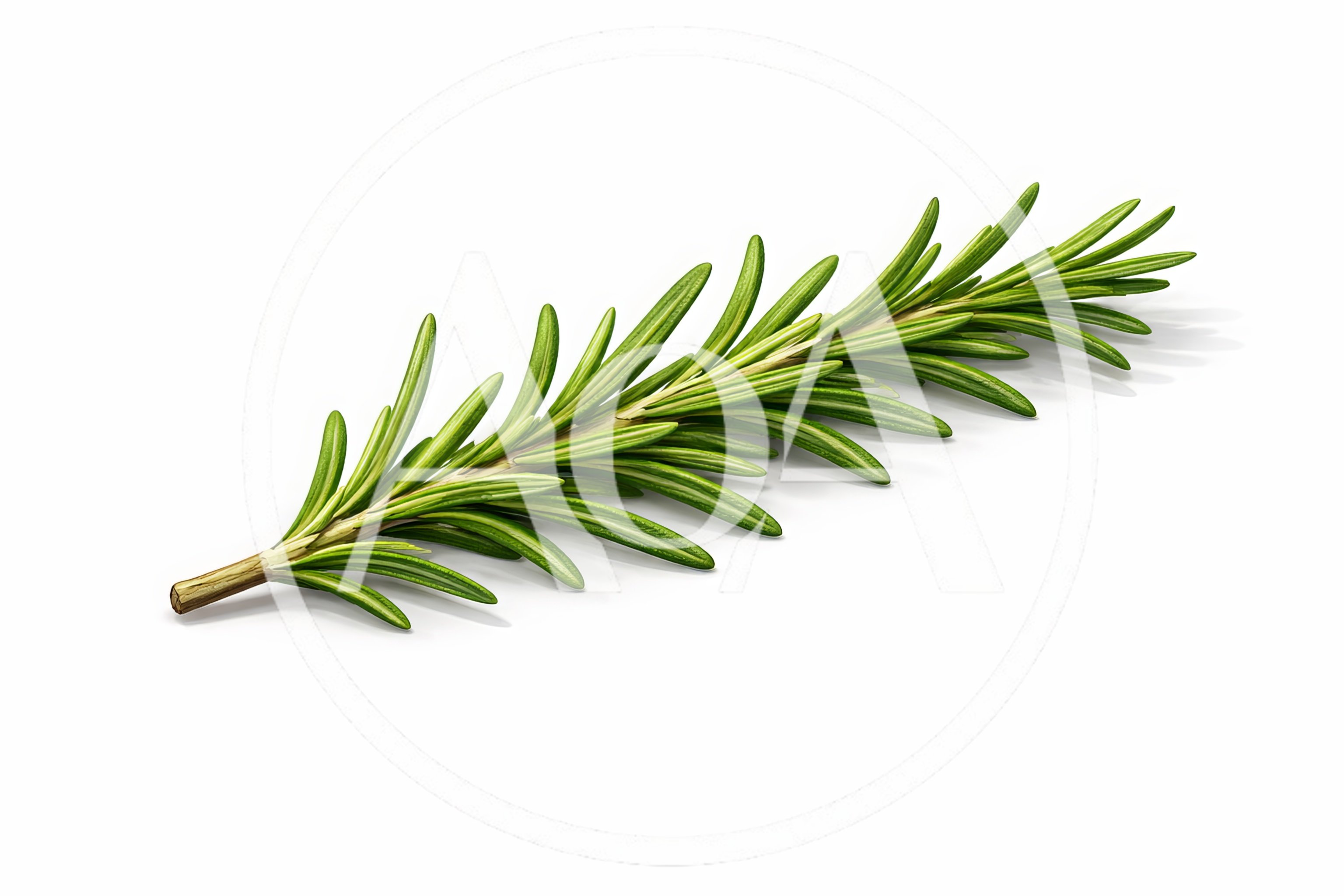 Fresh Green Rosemary Sprig Isolated On White Background