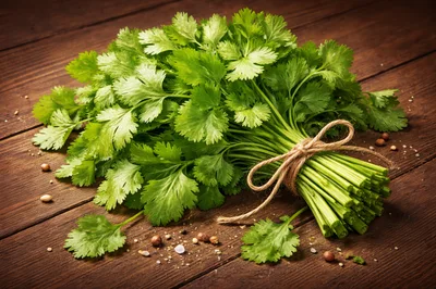 Fresh Bunch Of Cilantro Tied With Twine