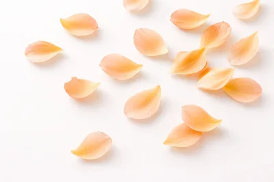 Scattered Peach Colored Rose Petals on White Background