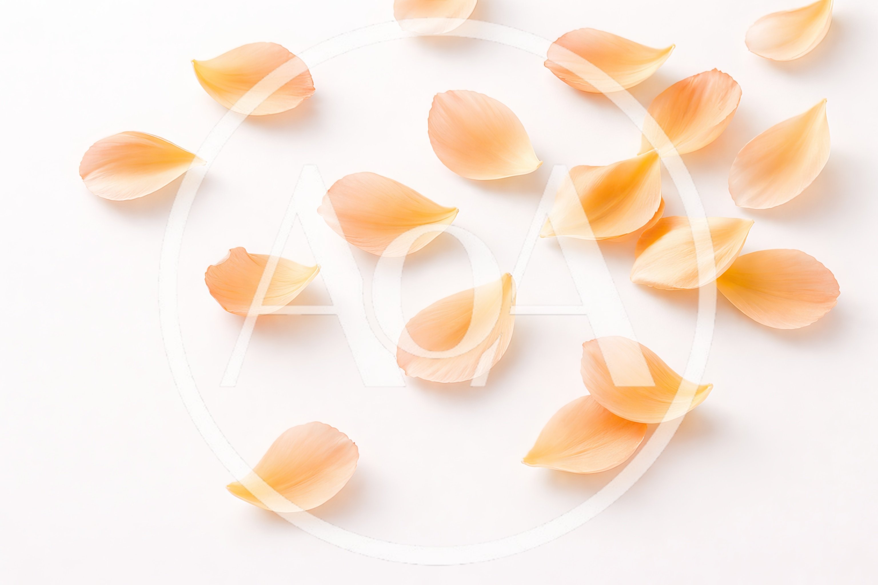Scattered Peach Colored Rose Petals on White Background