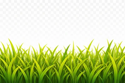 Lush Green Grass Blades Isolated On Transparent Background
