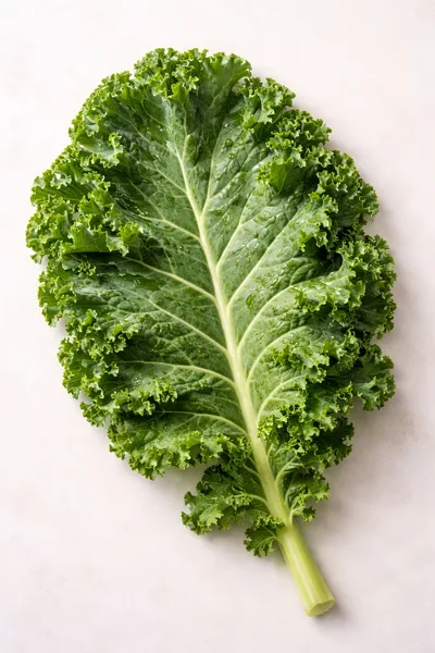 Single Fresh Curly Kale Leaf on White Background