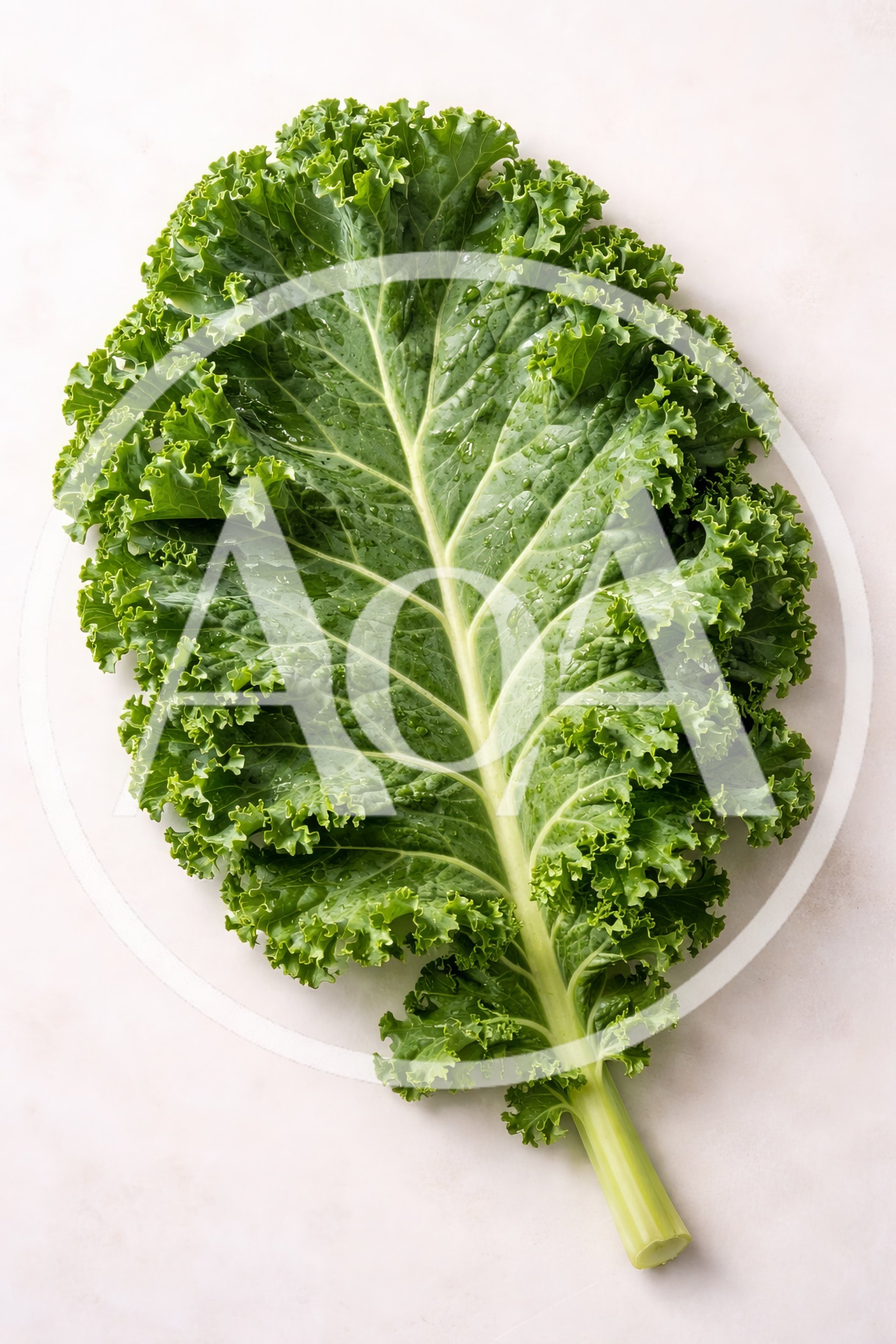 Single Fresh Curly Kale Leaf on White Background