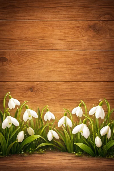 White Snowdrop Flowers Against Rustic Wooden Background