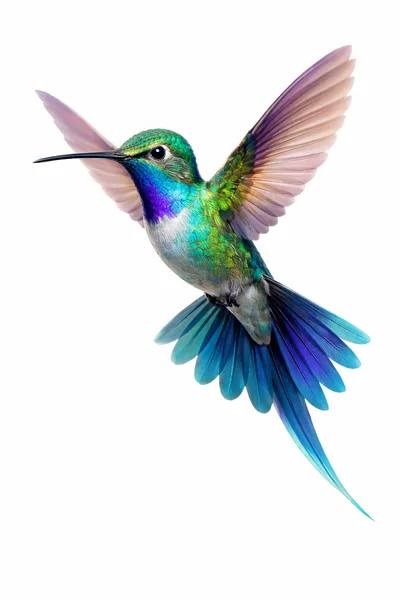 Vibrant Hummingbird Hovering In Mid Air