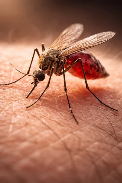 Macro Close Up Of Mosquito Feeding On Human Skin