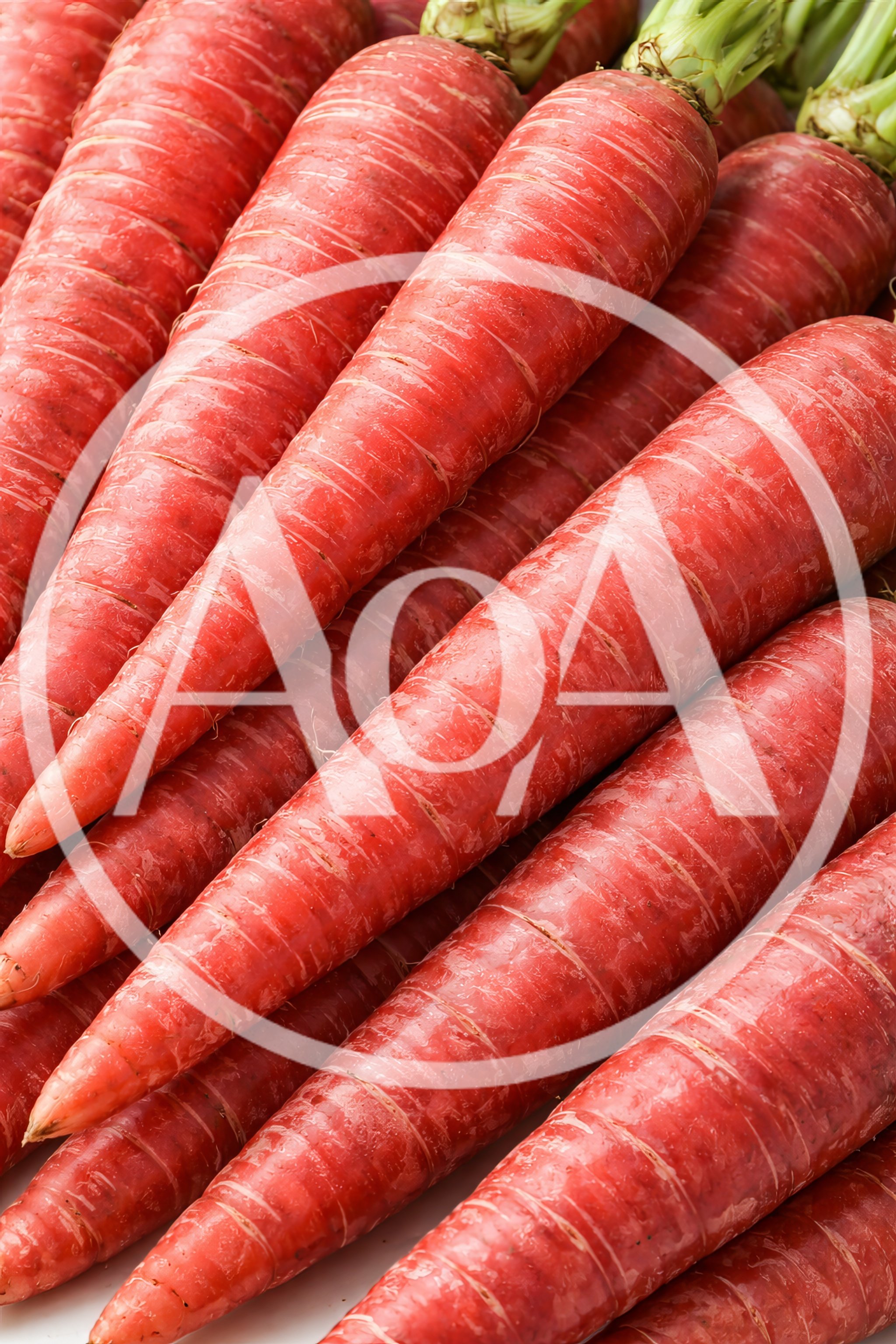 Fresh Organic Red Carrots Stacked Together