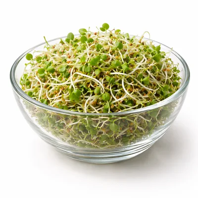 Fresh Alfalfa Sprouts In A Glass Bowl