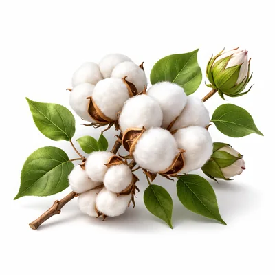 Cotton Plant Branch With Fluffy Bolls And Green Leaves